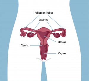 The Reproductive System The Reproductive System